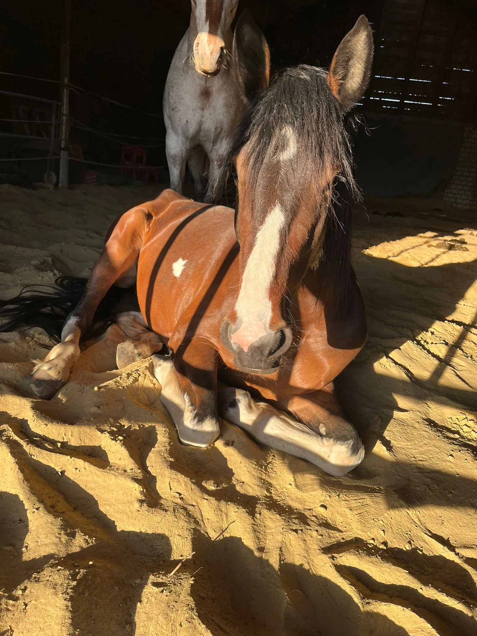 Celeste liegt lang ausgestreckt auf der Seite und schläft.